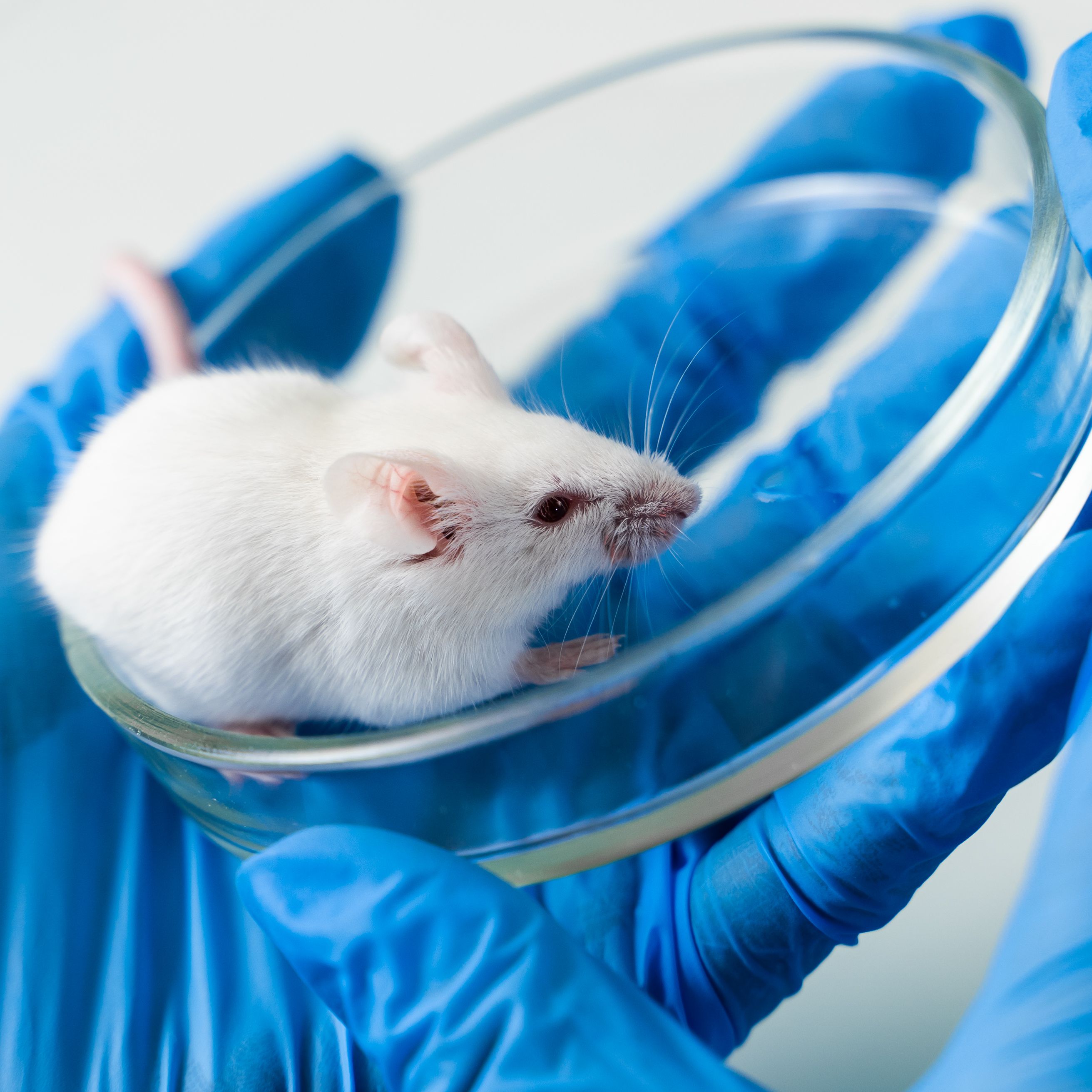 hIL15小鼠 | NK小鼠 | hIL15 | 小鼠 | IL15小鼠