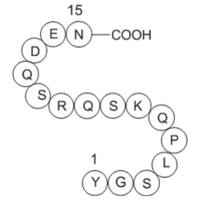 Myelin Basic Protein (68-82), guinea pig