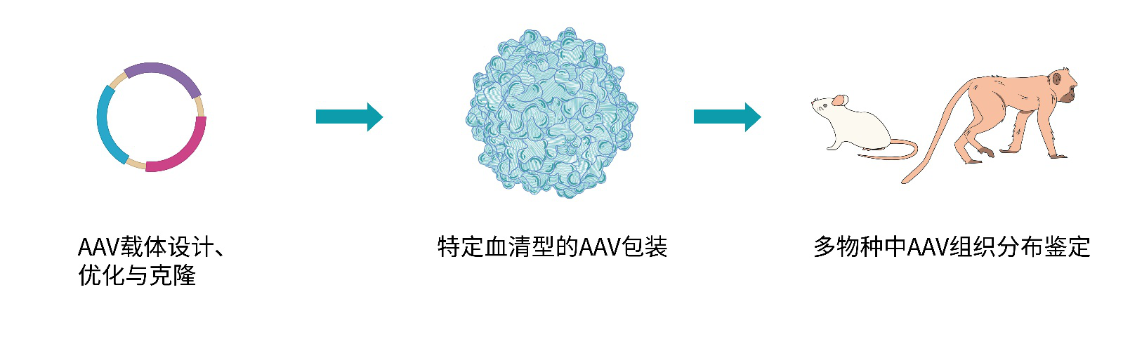 AAV组织分布鉴定