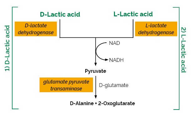 Scheme-K-DLATE DLATE Megazyme