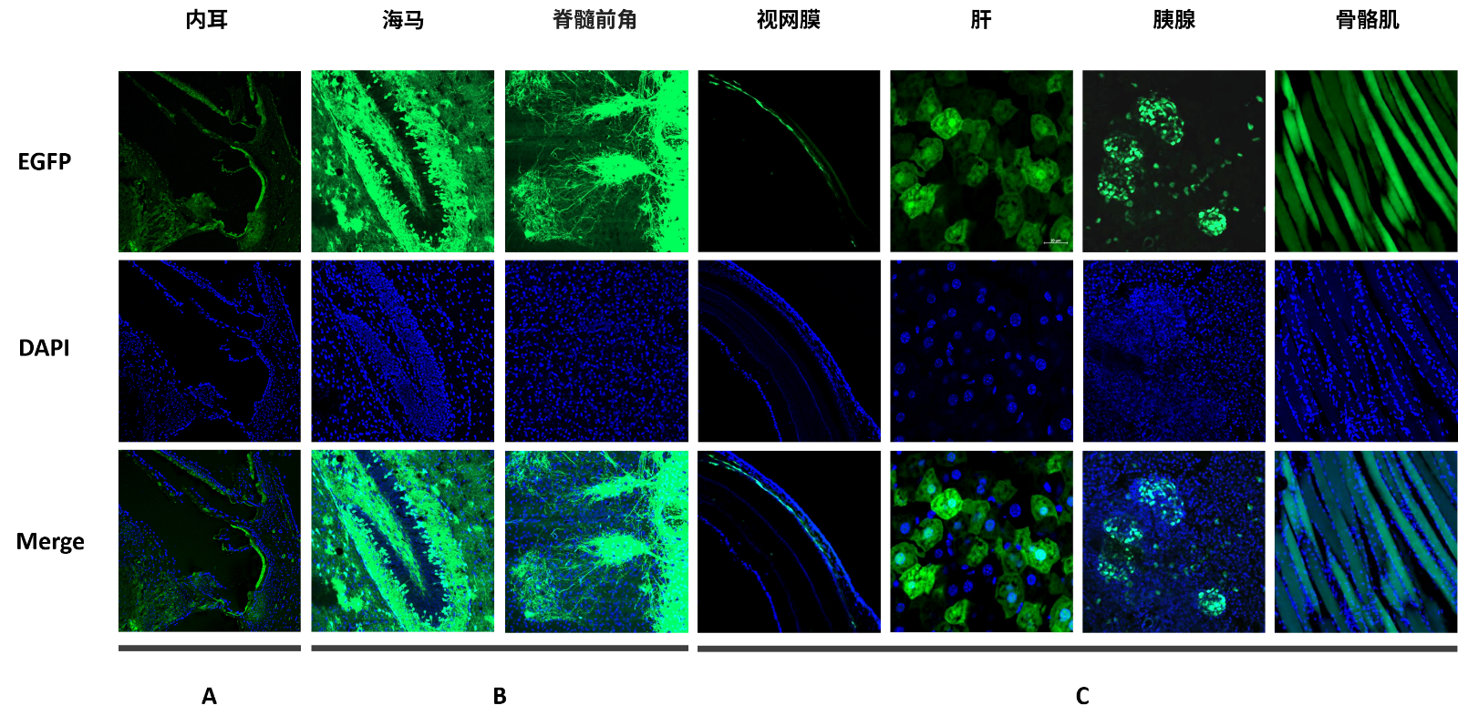 AAV组织分布鉴定