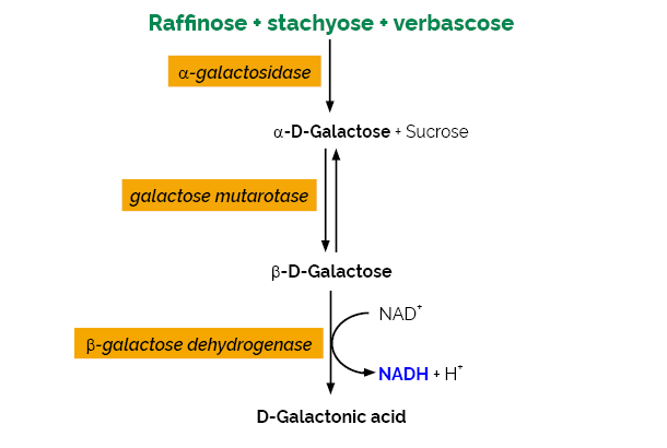 Scheme-K-RAFGA RAFGA Megazyme