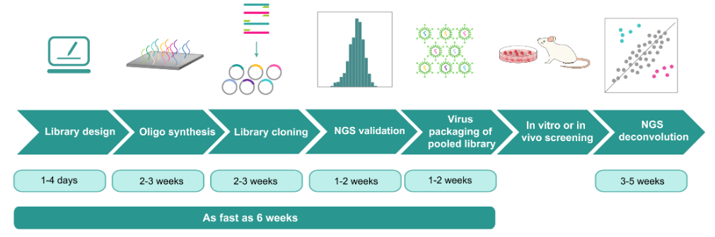 文库构建/基因高效筛选/过表达敲低敲除一站式服务