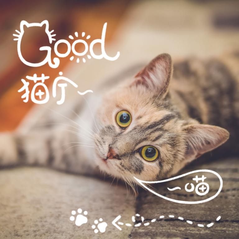 国际猫咪日 | 科学养宠之宠物体外诊断