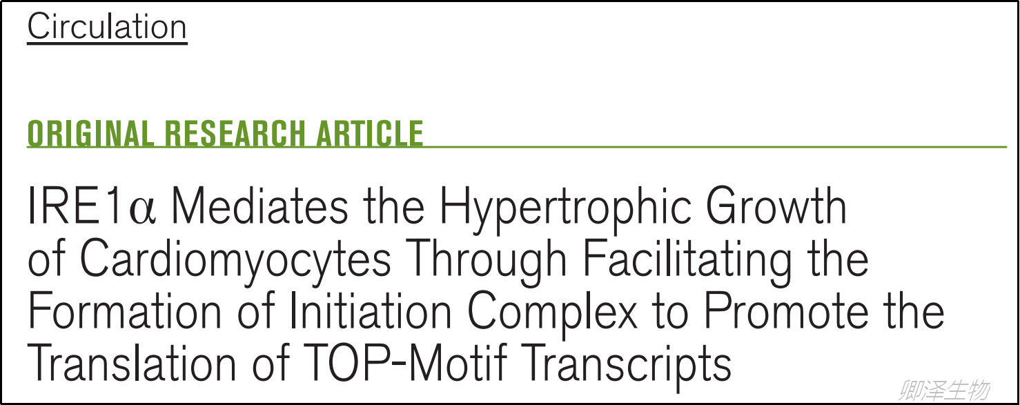 Circulation. | 翻译组技术助力阐释未折叠蛋白在心肌细胞生长中的新功能