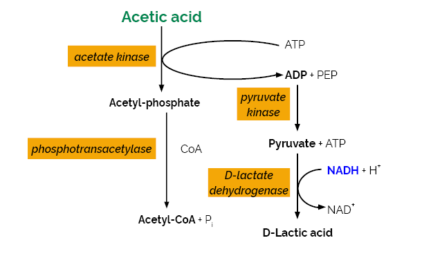 Scheme-K-ACETRM ACETRM megazyme