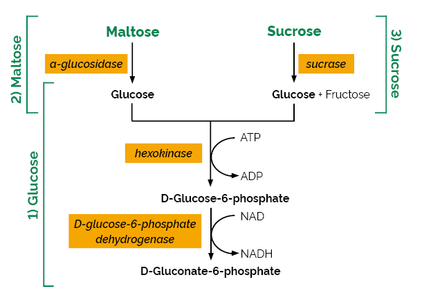 Scheme-K-MASUG MASUG Megazyme