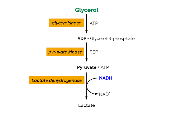 Scheme-K-GCROL GCROL Megazyme