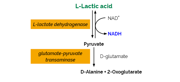Scheme-K-LATE LATE Megazyme