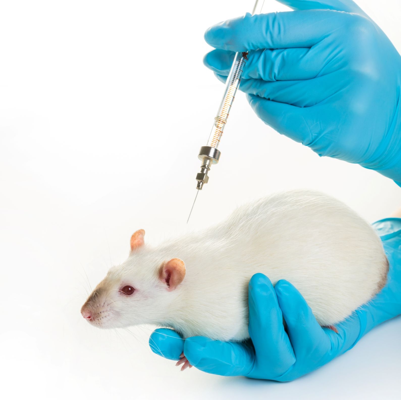 HSC小鼠 | CD34小鼠 | hCD34小鼠 | 三因子小鼠