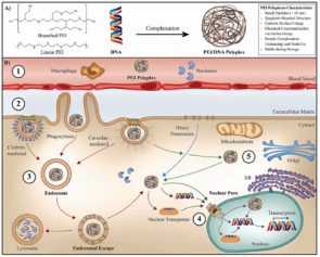 Ultra PEI-AAV转染试剂：病毒包装的高效经济之选
