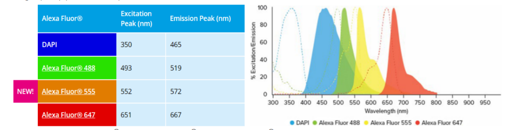 Alexa Fluor® 555和 Alexa Fluor® 568标记二抗——Jackson 新品推荐