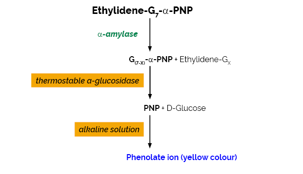 Scheme-K-AMYLSD K-AMYLSD Megazyme