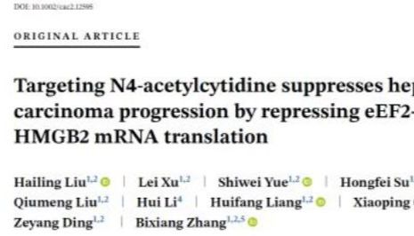 客户文章 | Cancer Commun：靶向mRNA ac4C修饰抑制肝癌进展的机制