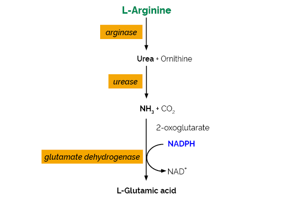 Scheme-K-LARGE LARGE Megazyme