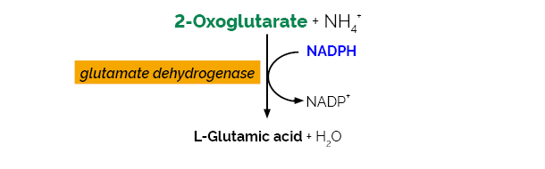 Scheme-K-AMIAR K-AMIAR megazyme