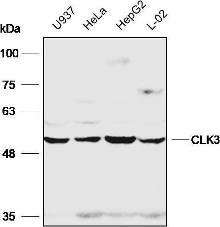 Anti-CLK3 Polyclonal Antibody