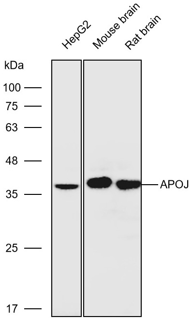 Anti-CLU Polyclonal Antibody