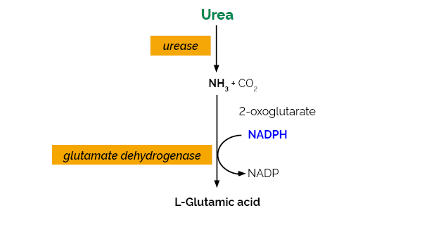 Scheme-K-URAMR URAMR Megazyme