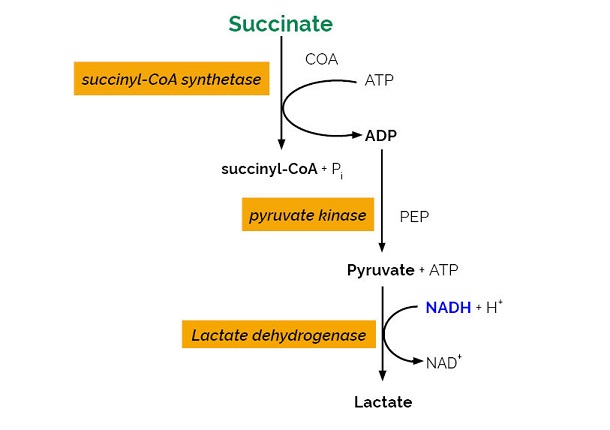 Scheme-K-SUCC SUCC Megazyme