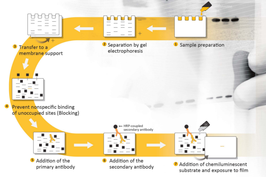 蛋白质印迹(Western Blot) 保姆级教程 Part1：实验方案