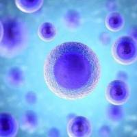 NCI-H196 人小细胞肺癌细胞