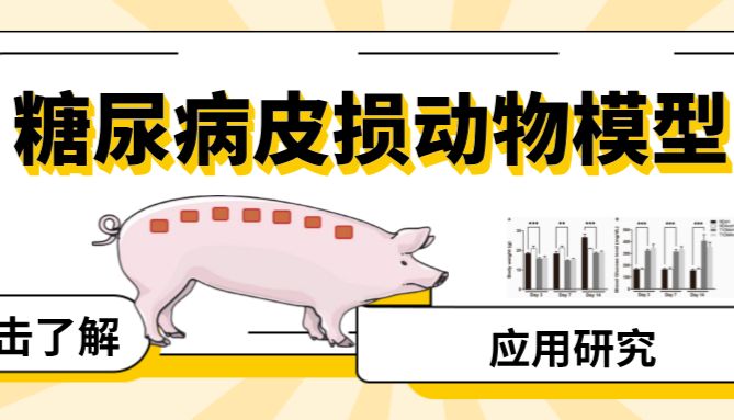 二师兄又来啦！小型猪糖尿病皮损动物模型，点进来学习
