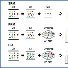 蛋白质绝对定量