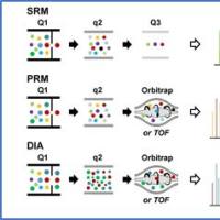 蛋白质绝对定量