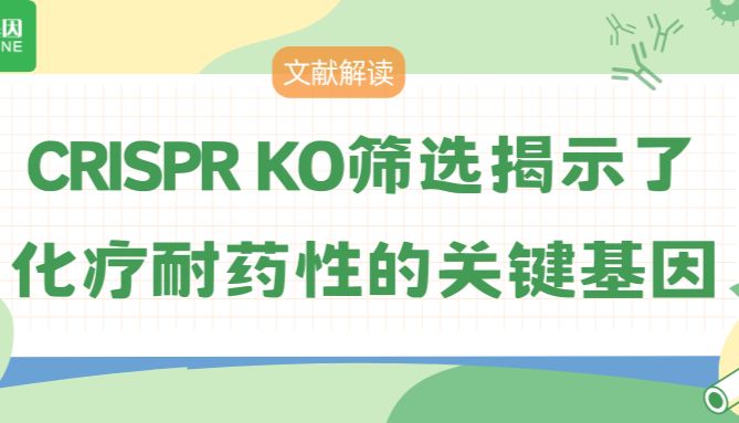【文献解读】CRISPR KO筛选揭示了化疗耐药性的关键基因