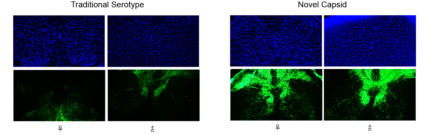Optimization of vector delivery shells through AAV capsid evolution