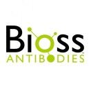 博奥森BIOSS  bs-3550R  肌细胞生成素抗体 Rabbit Anti-Myogenin  antibody 50ul/100ul/200ul