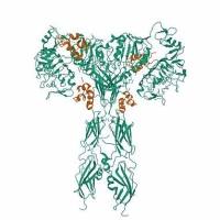 Recombinant Human ZNF404