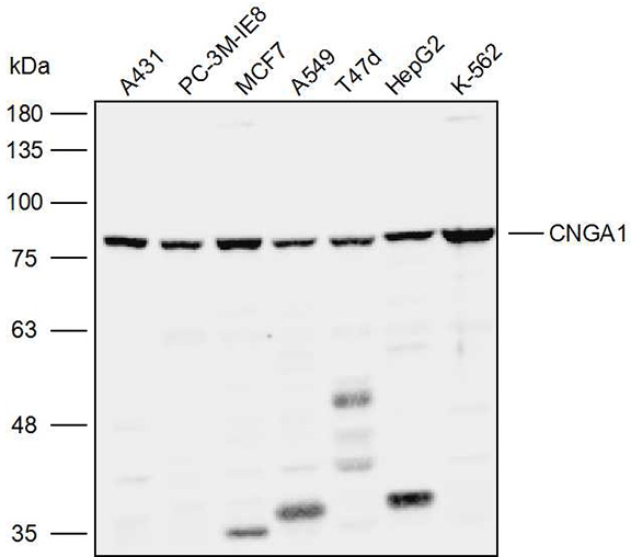 Anti-CNGA1 Polyclonal Antibody