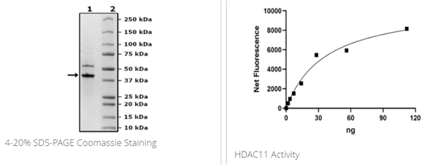 HDAC11重组蛋白促销
