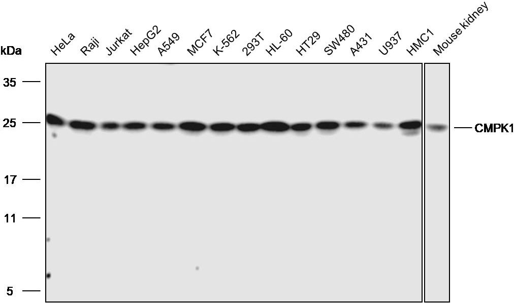 Anti-CMPK1 Polyclonal Antibody