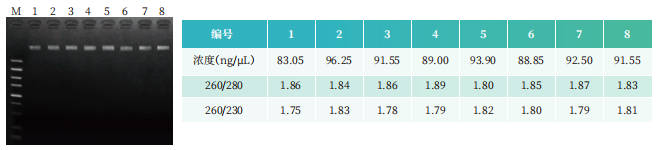 BayBiopure磁珠法粪便DNA提取试剂盒