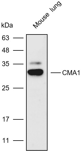 Anti-CMA1 Polyclonal Antibody