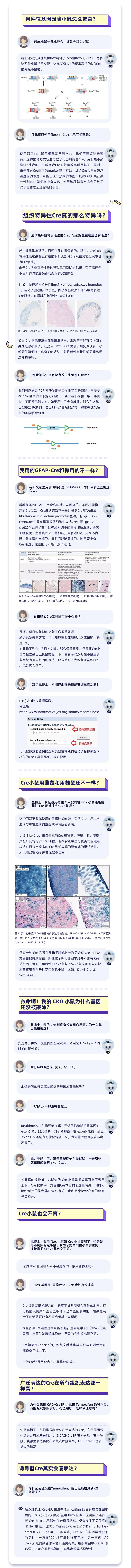 鼠博士吐血整理：条件性基因敲除小鼠使用注意事项