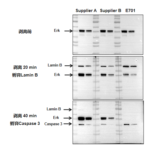 南京诺唯赞生物科技股份有限公司