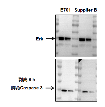 南京诺唯赞生物科技股份有限公司