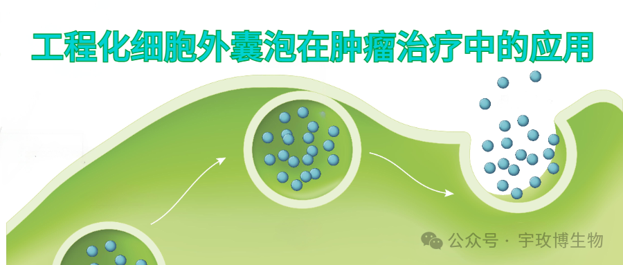 JMCB | 工程化细胞外囊泡在肿瘤治疗中的应用