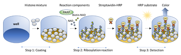 BPS Bioscience促销：PARP2 比色测定试剂盒