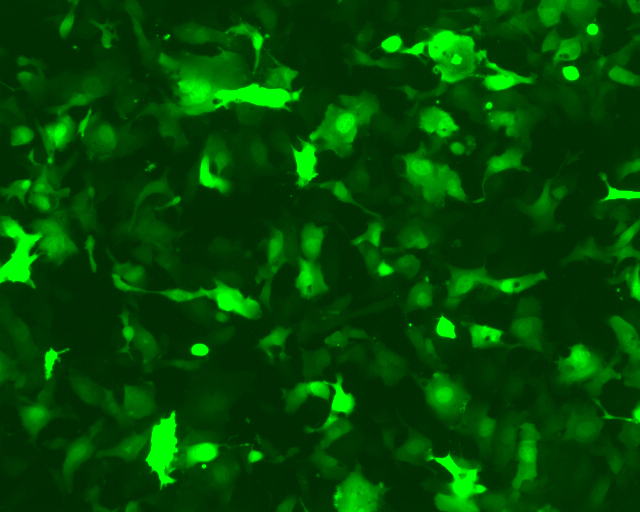 AAVPrime™ 腺相关病毒颗粒-促销中