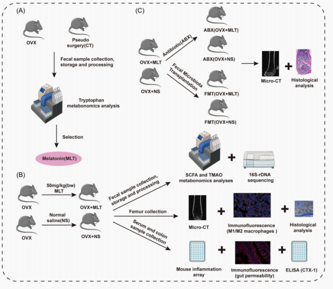 J Pineal Res | 骨质疏松症改善新发现！肠道微生物助力调节