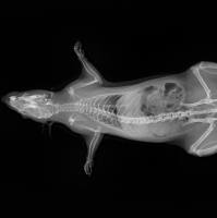 活体检测丨小动物活体X光成像