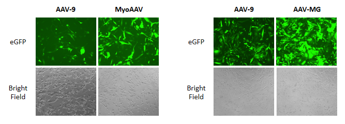 AAVPrime™ 腺相关病毒颗粒-促销中