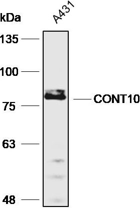 Anti-CNOT10 Polyclonal Antibod