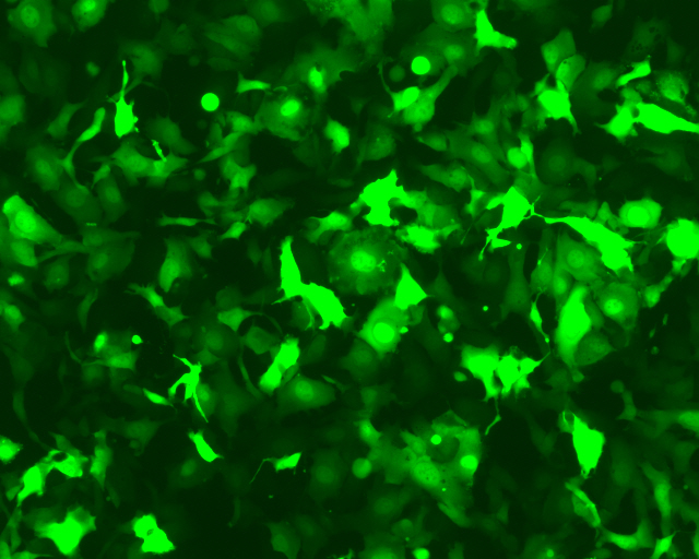 AAVPrime™ 腺相关病毒颗粒-促销中