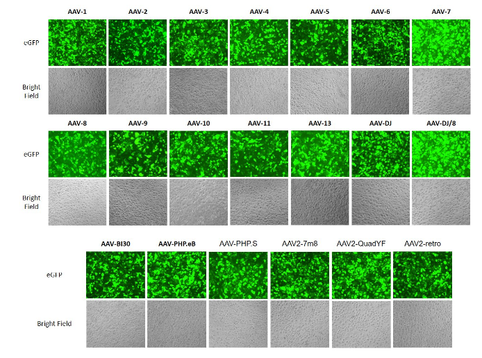 AAVPrime™ 腺相关病毒颗粒-促销中